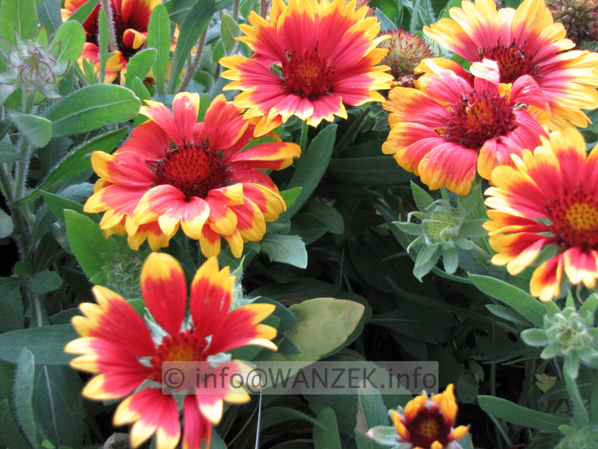 Gaillardia grandiflora Kobold 02.JPG